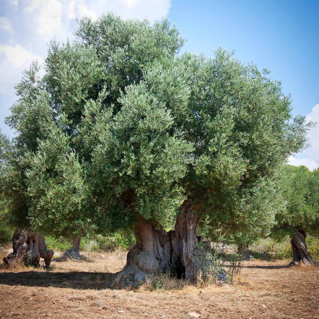 数千年の時を経た大樹に毎年沢山のオリーヴの実が付きます。