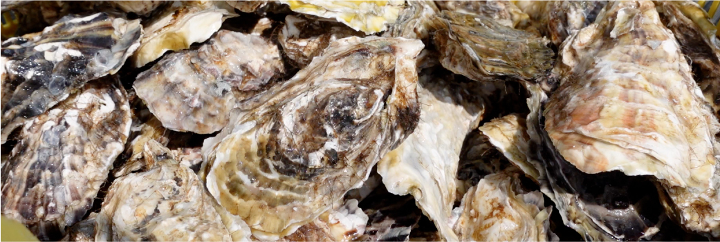 北海道仙鳳趾の牡蠣直売 寺澤水産 北海道仙鳳趾の牡蠣直売 寺澤水産