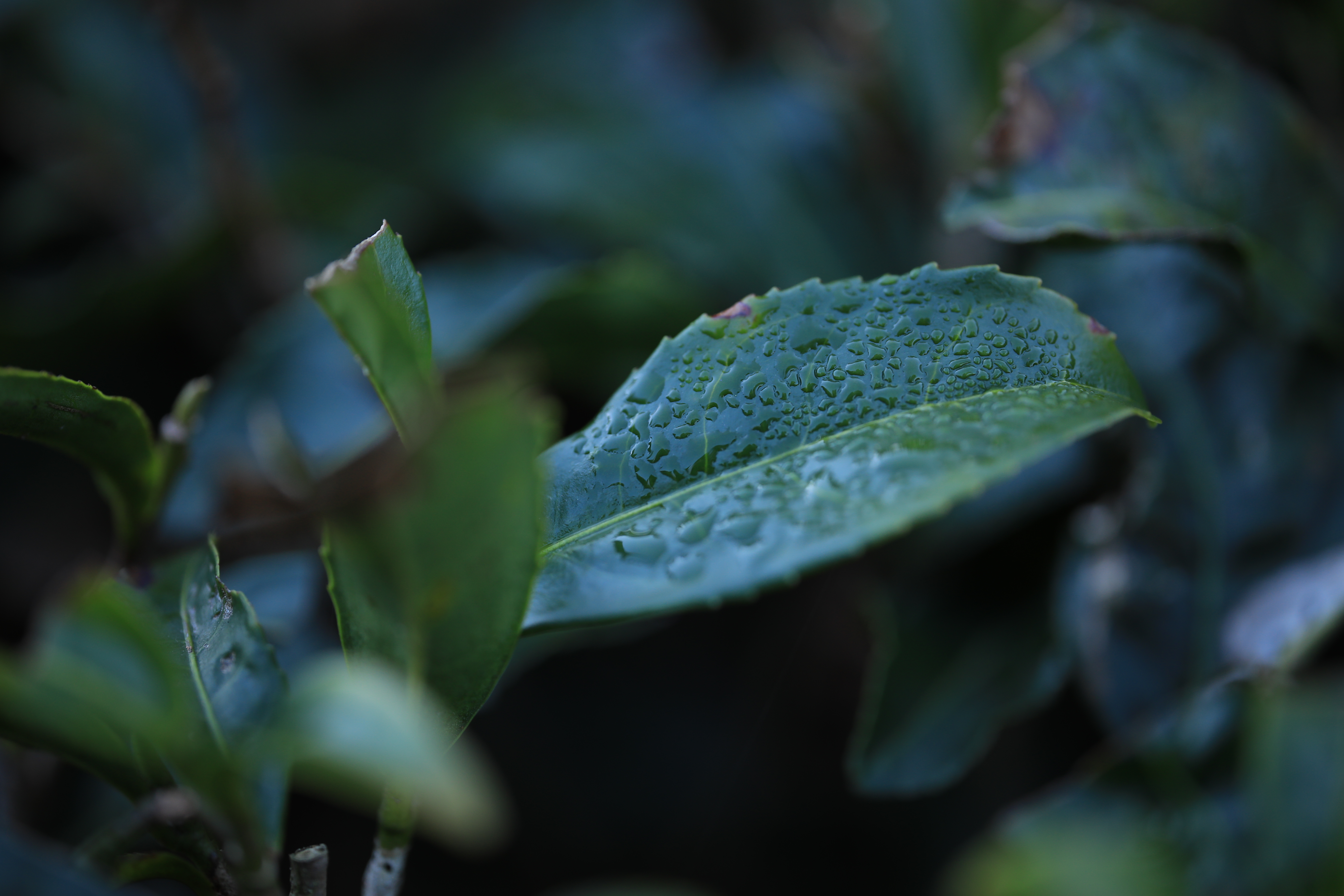 釜炒り茶　柴本