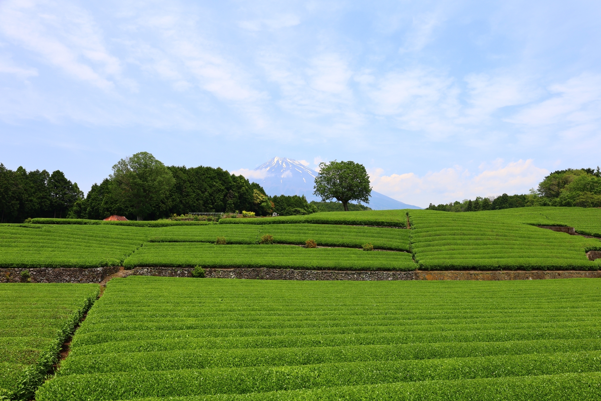 静岡県産の緑茶を使用