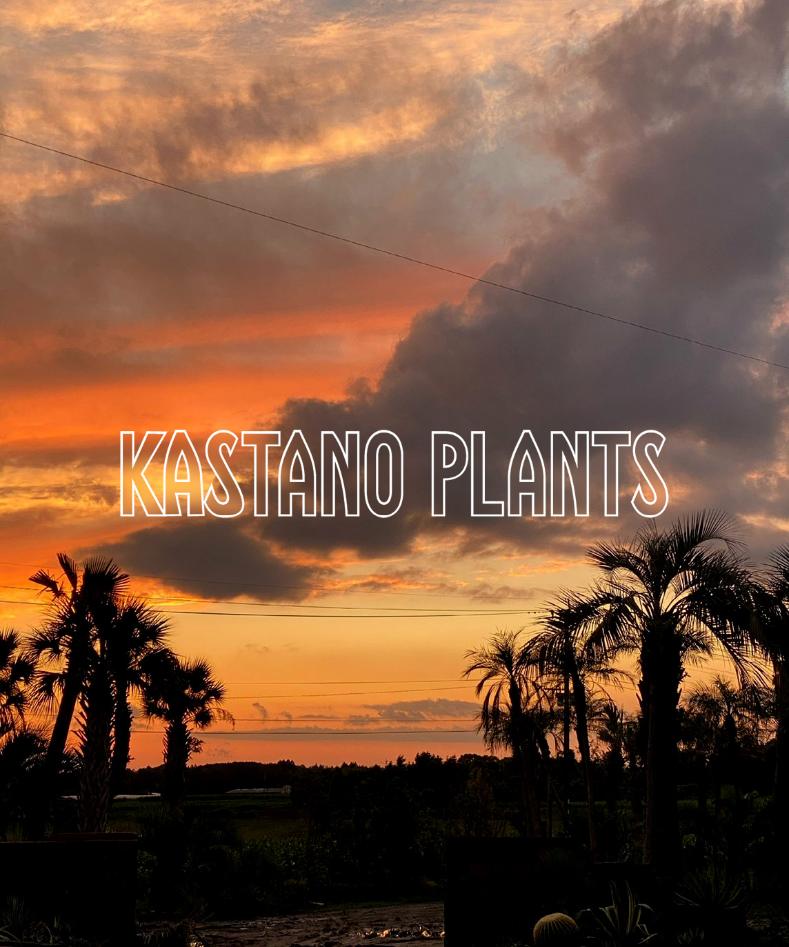 KASTANO PLANTS