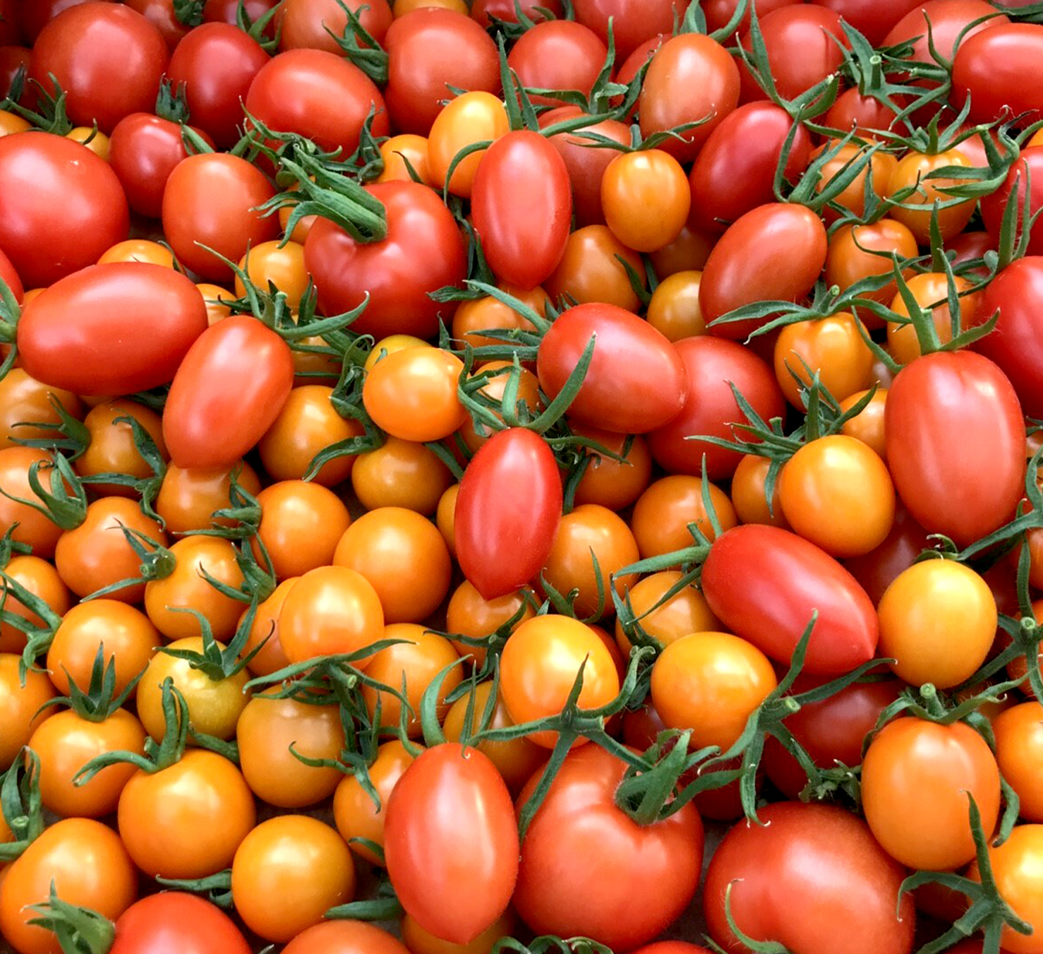 トマトとミニトマト