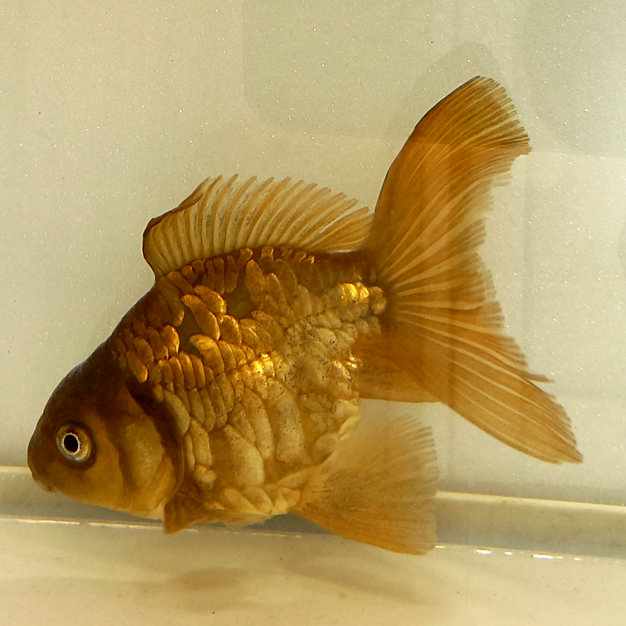 About 金魚屋 Mee