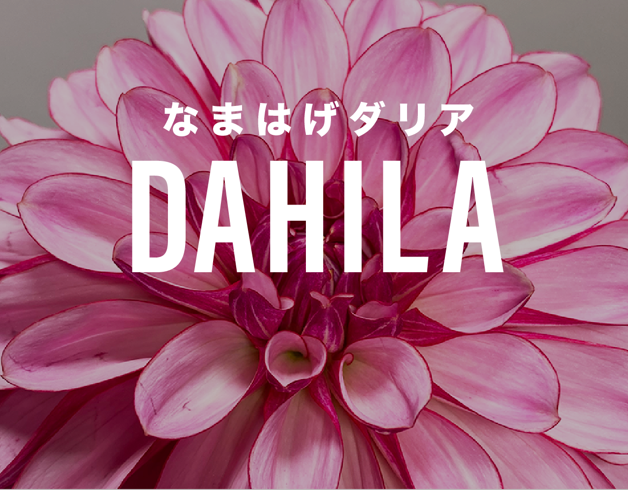 よいはな Yoihana 最高品質のお花をお届けするネット通販