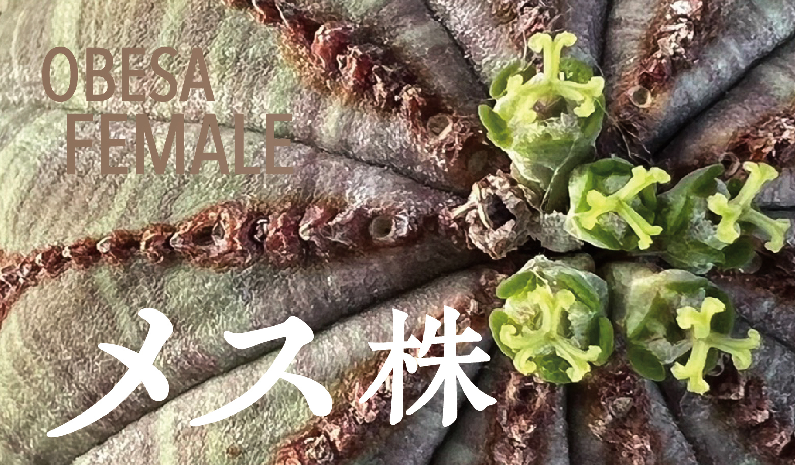 雌株 メス株 オベサ Lighthouse Plants 海外実生株のオベサを中心に 輸入植物を扱うプランツ セレクトショップ