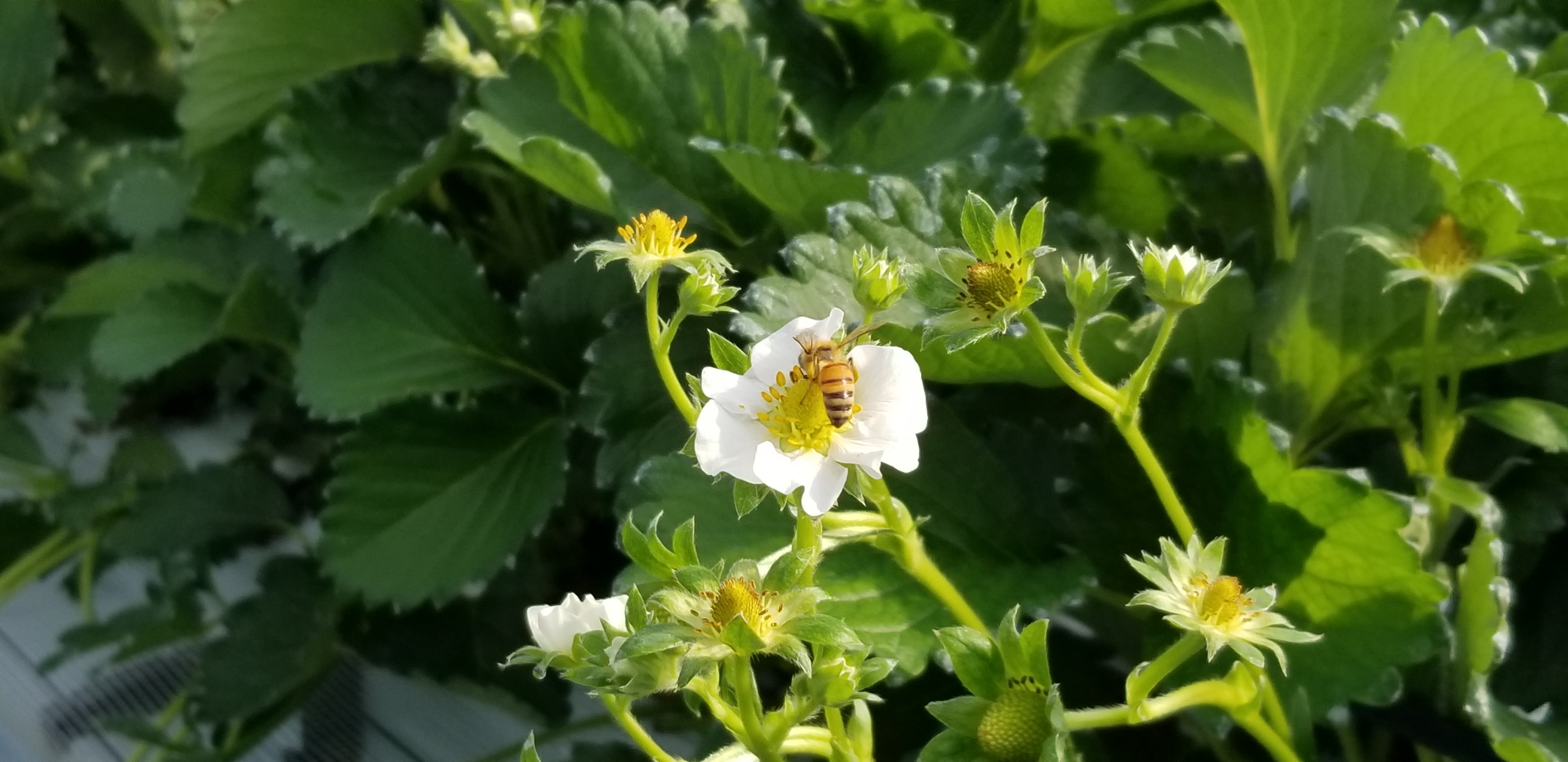 らいおん果実園