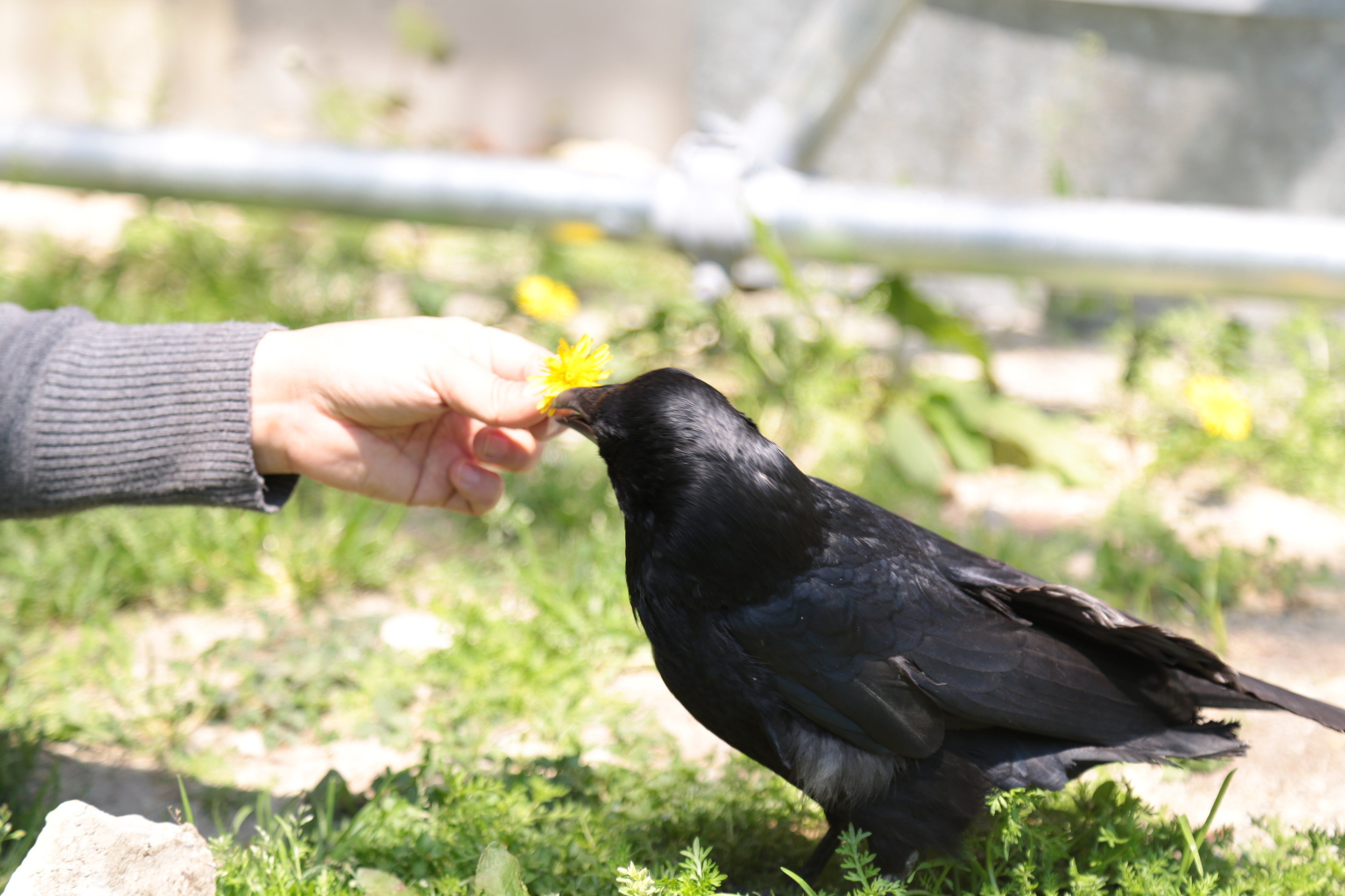 カラス情報＆ブログ カラス友の会