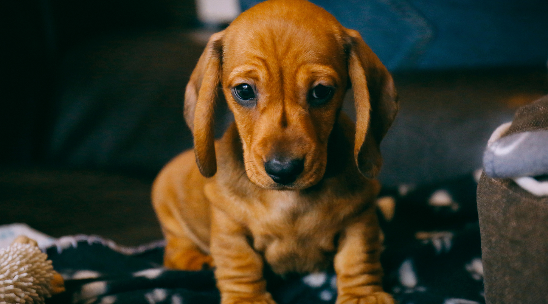 Merry Dog 愛犬のためのペットフード おやつ ペット用品専門店