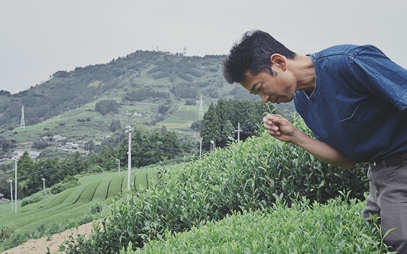 職人がブレンドする掛川茶