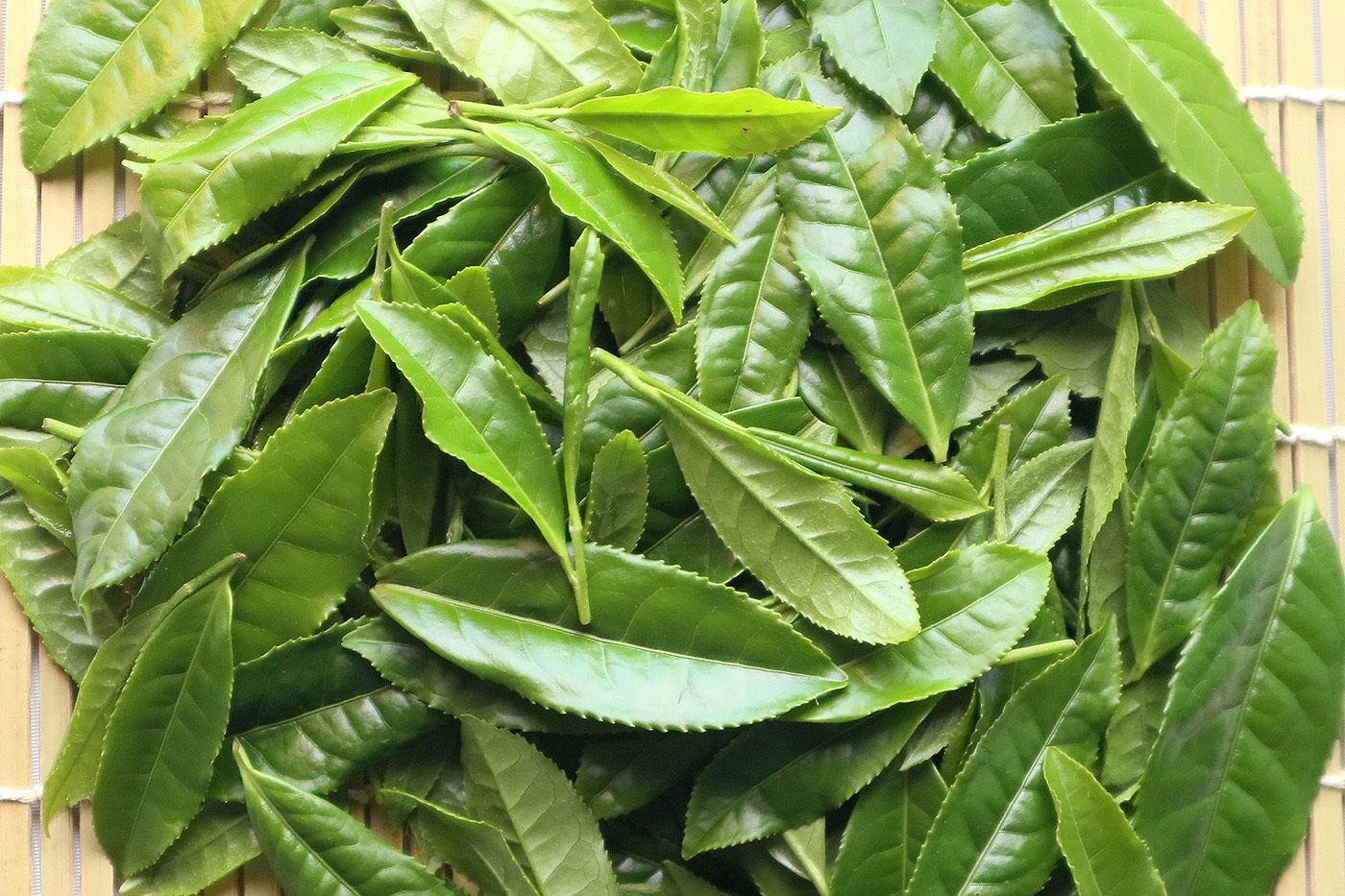 掛川茶とは？