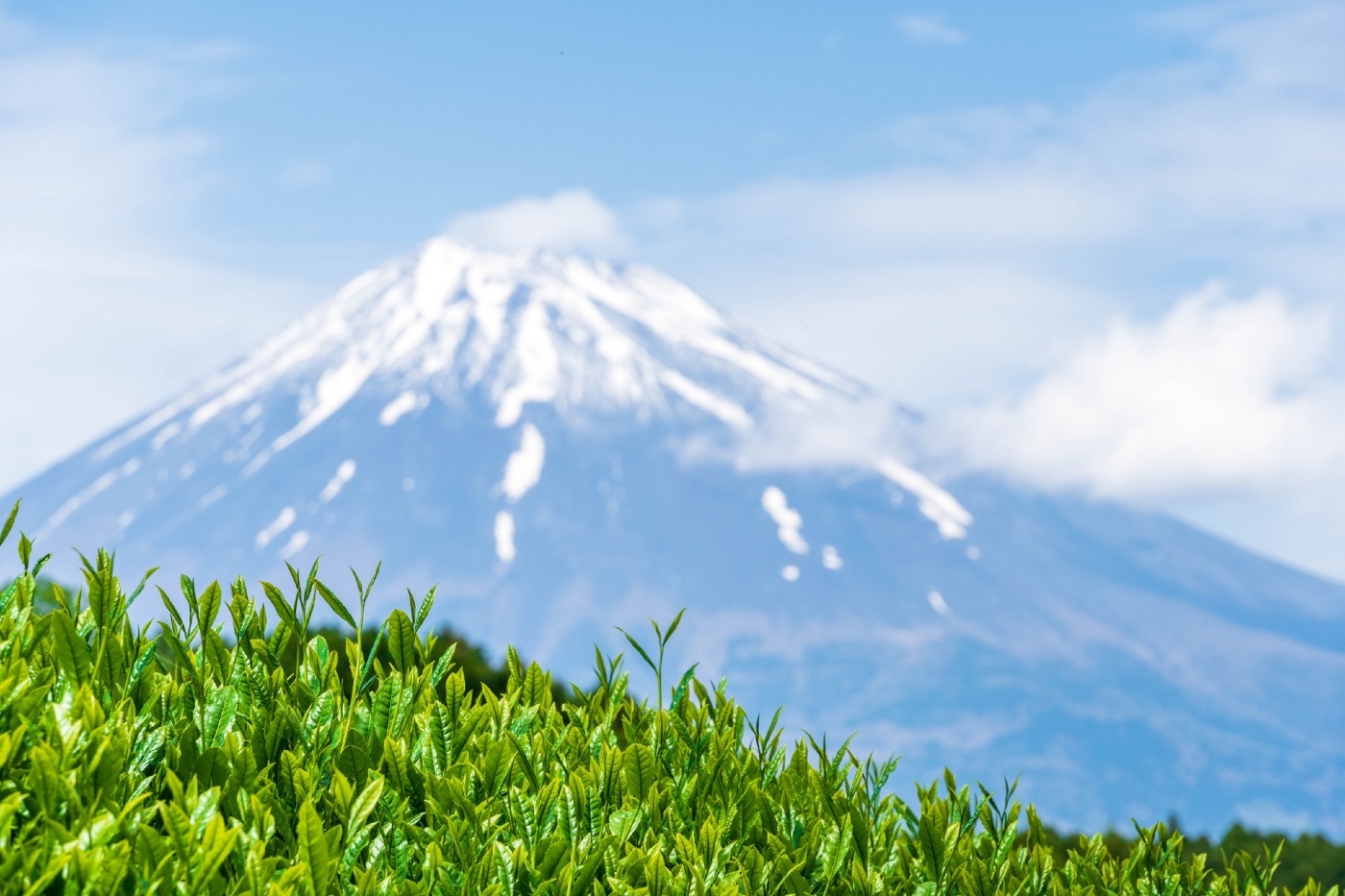 お茶の効果と掛川茶の特徴