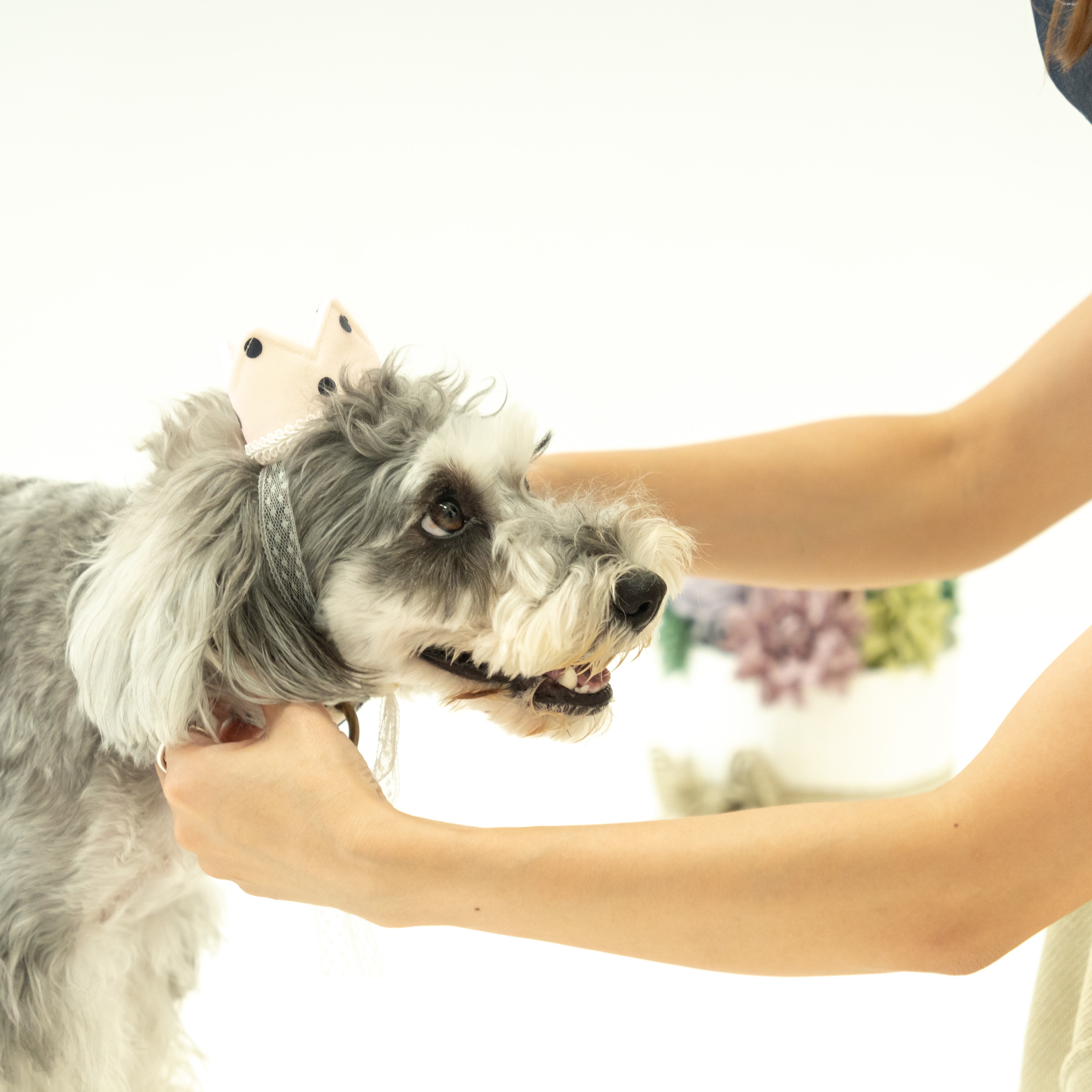 ホワイト Misacrown ホワイト Misacrown