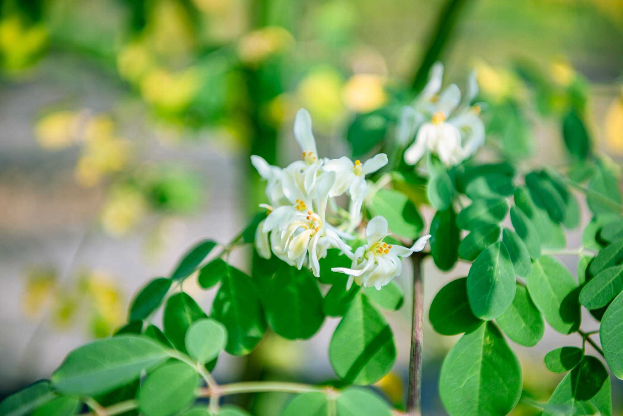 Mitoyo Moringa