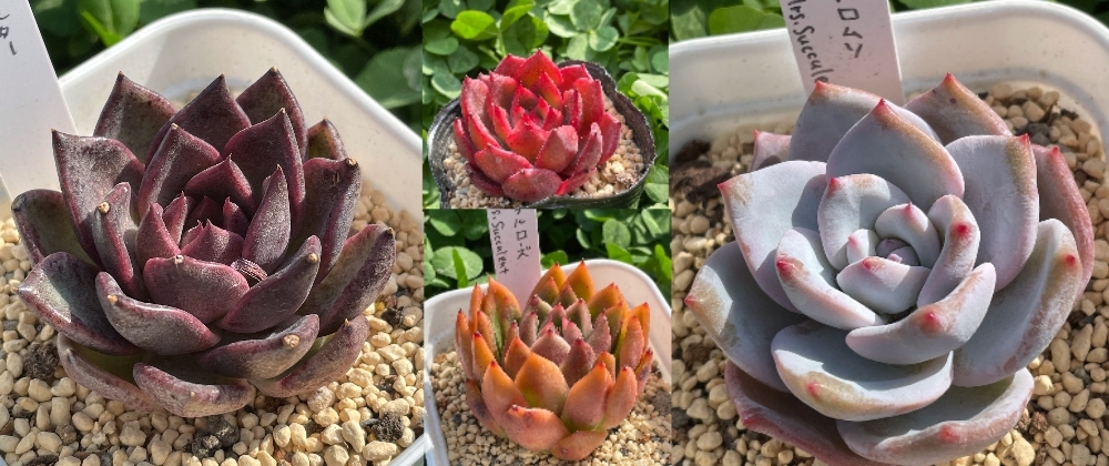 Mrs Succulent ミセス サキュレント