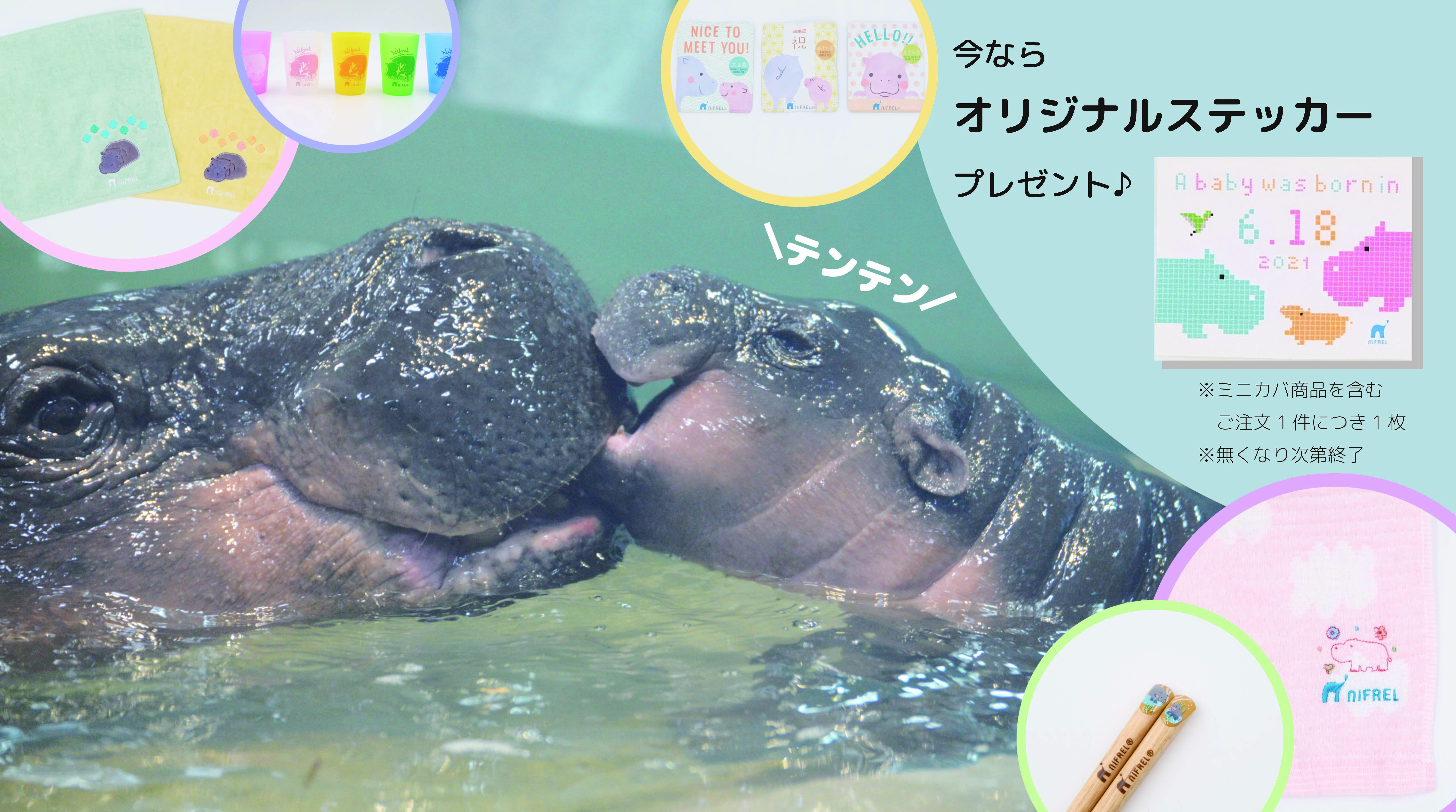 ミニカバ赤ちゃんの 愛称が決定!