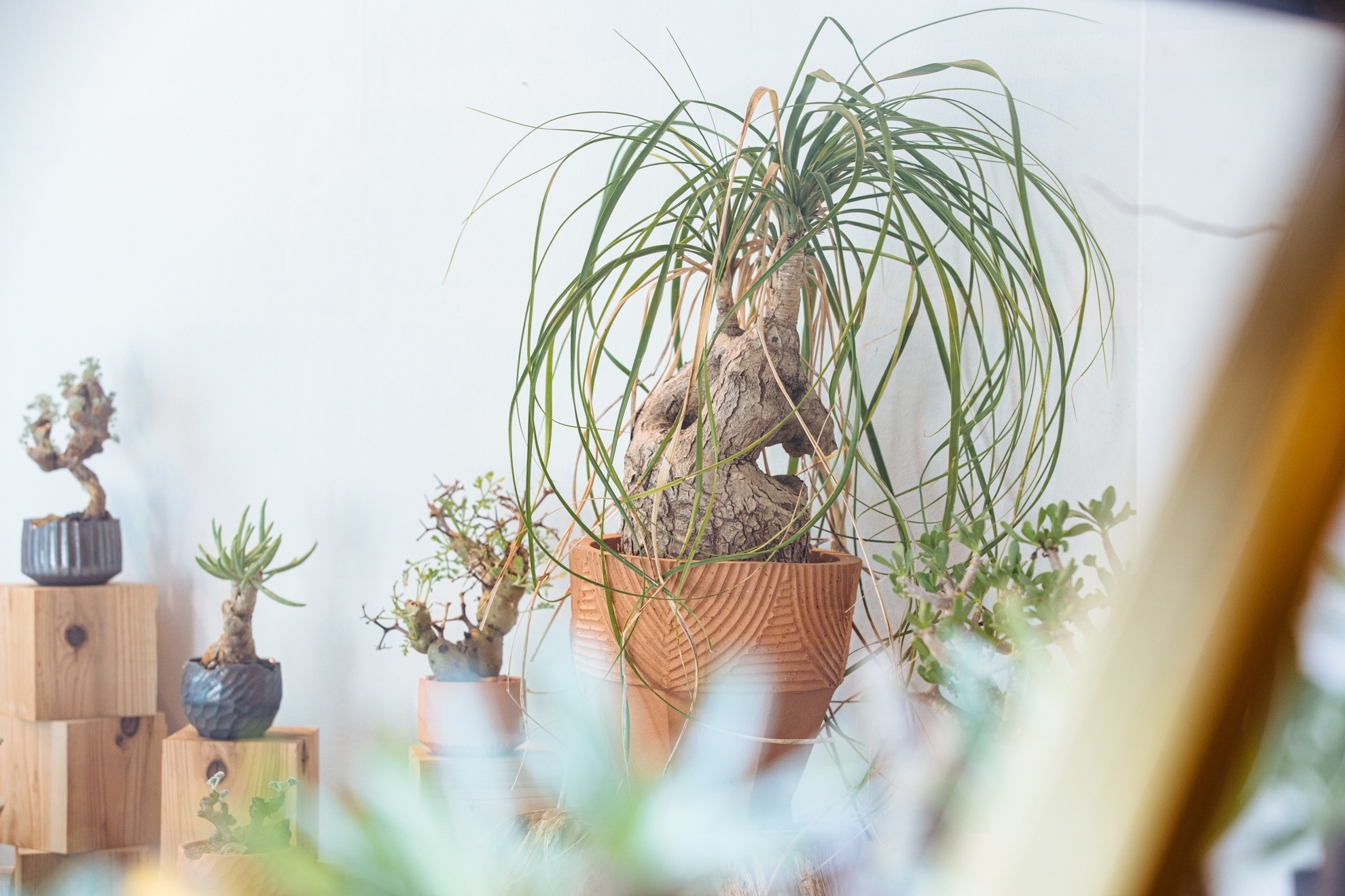 BOTANIZE ボタナイズ N/OH コラボ鉢 【公式通販】