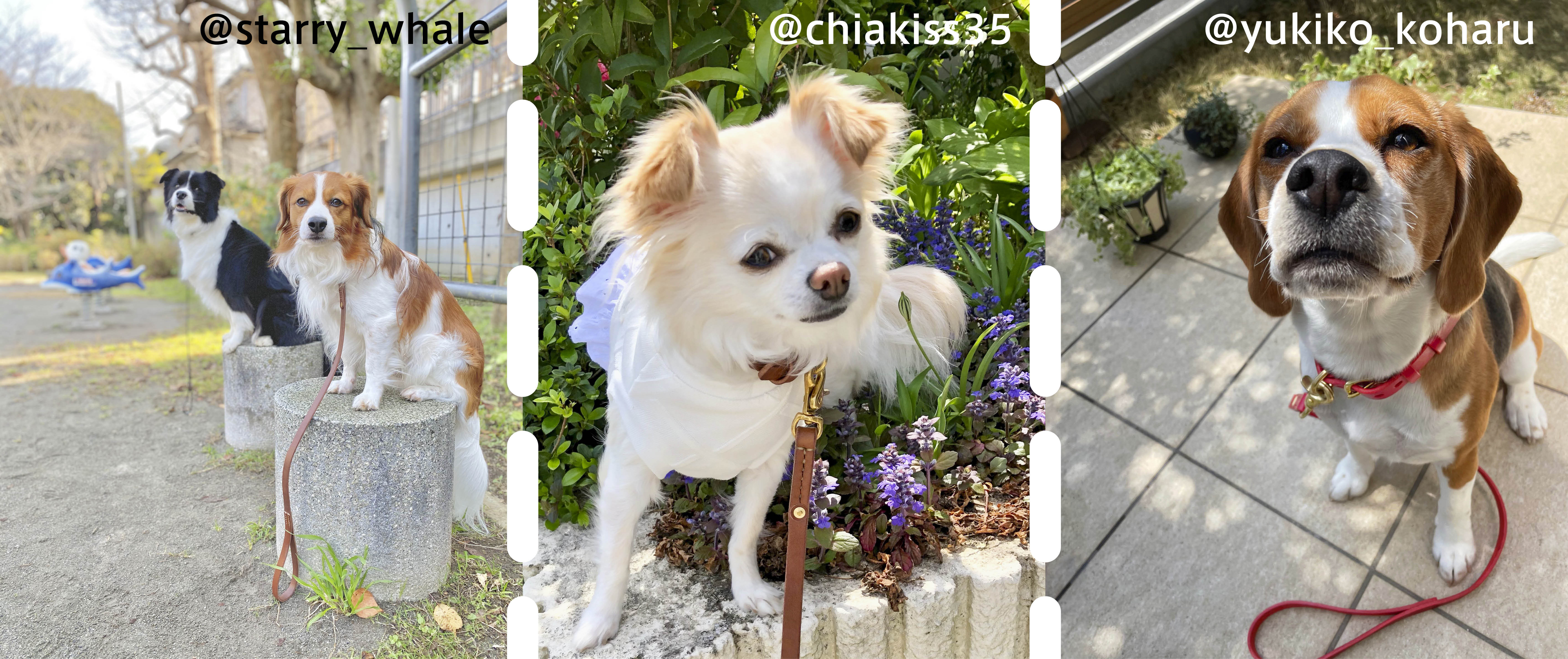 Oide いぬの道具 愛犬と共にいつまでも使って欲しい革で造るハンドメイドの道具たち