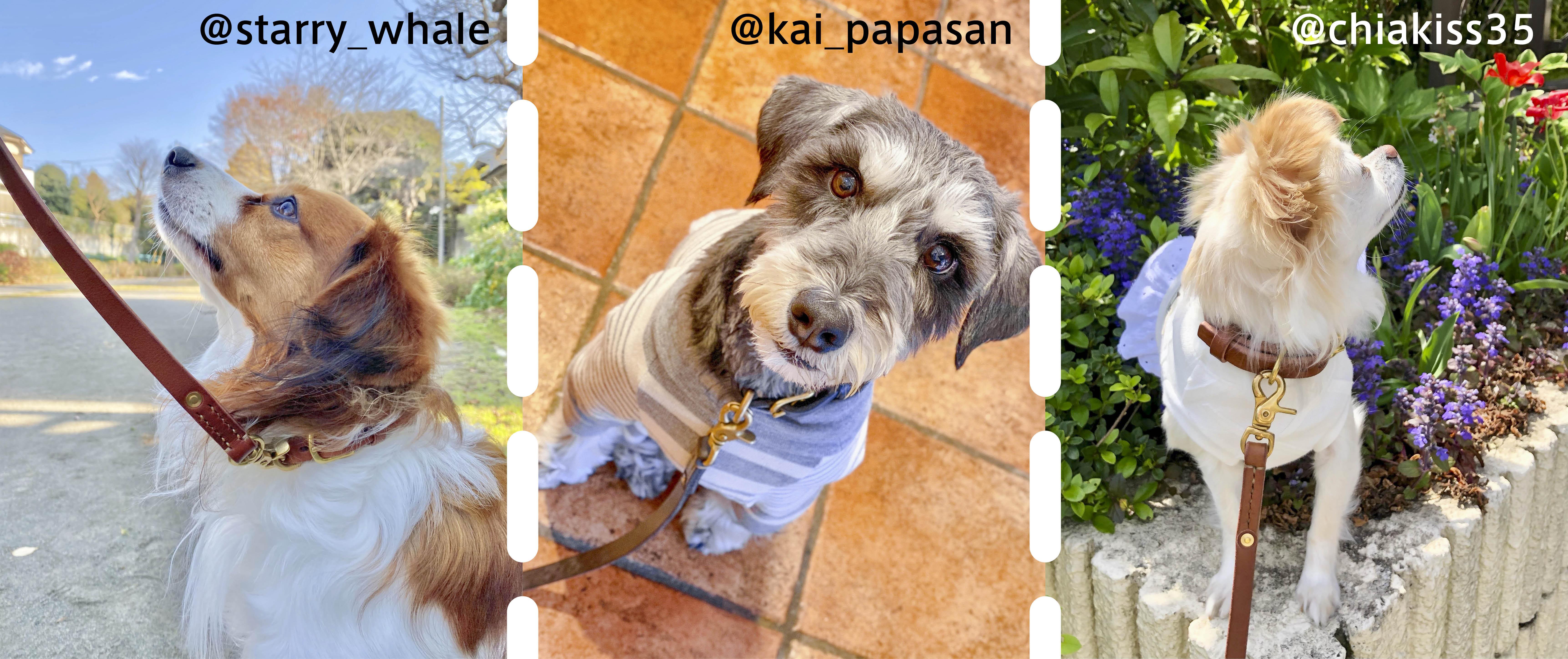 小型犬用 首輪とリード Oide いぬの道具 愛犬と共にいつまでも使って欲しい革で造るハンドメイドの道具たち