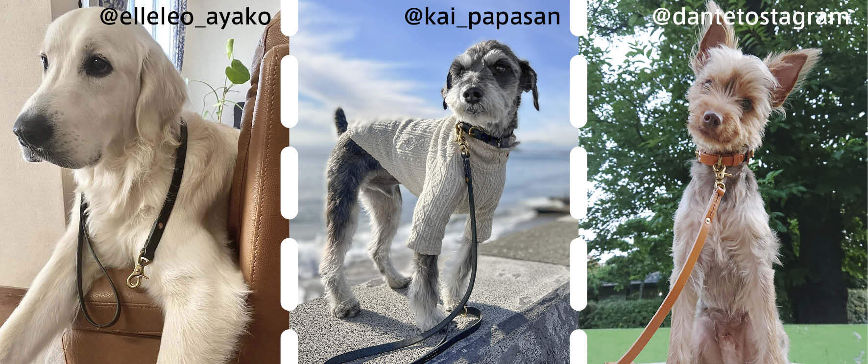 Oide いぬの道具 愛犬と共にいつまでも使って欲しい革で造るハンドメイドの道具たち