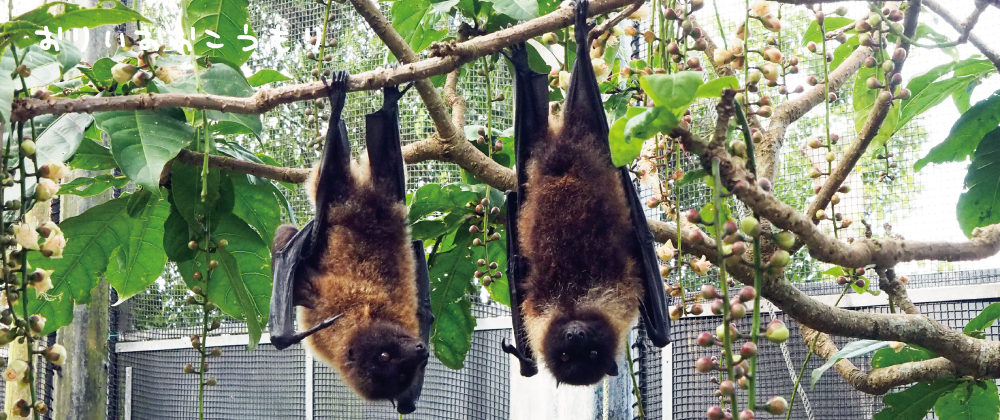 キーホルダー ストラップ 沖縄こどもの国 オンラインショップokinawa Zoo Museum Online Shop