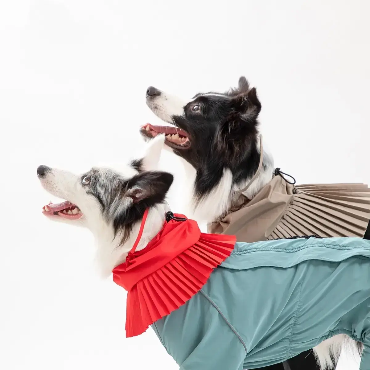 小型犬 大型犬サイズ Omochi