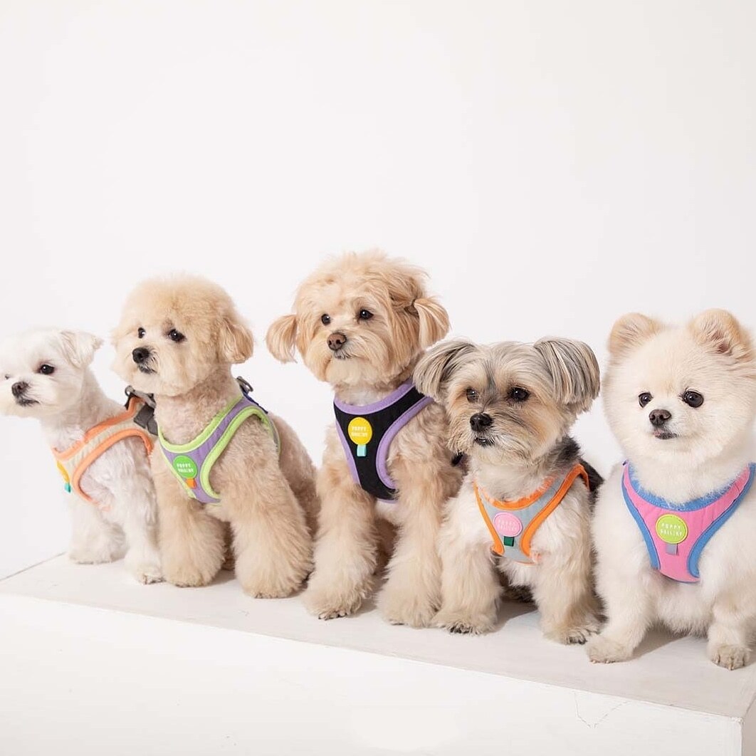 猫 小型犬サイズ Omochi 猫 小型犬サイズ Omochi