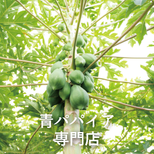 青パパイアティーお試しセット ティーバッグ2個 2 Miyazaki Green Papaya Tea Miyazaki Green Papaya Leaf Tea 公式 パパイア王子オンラインショップ