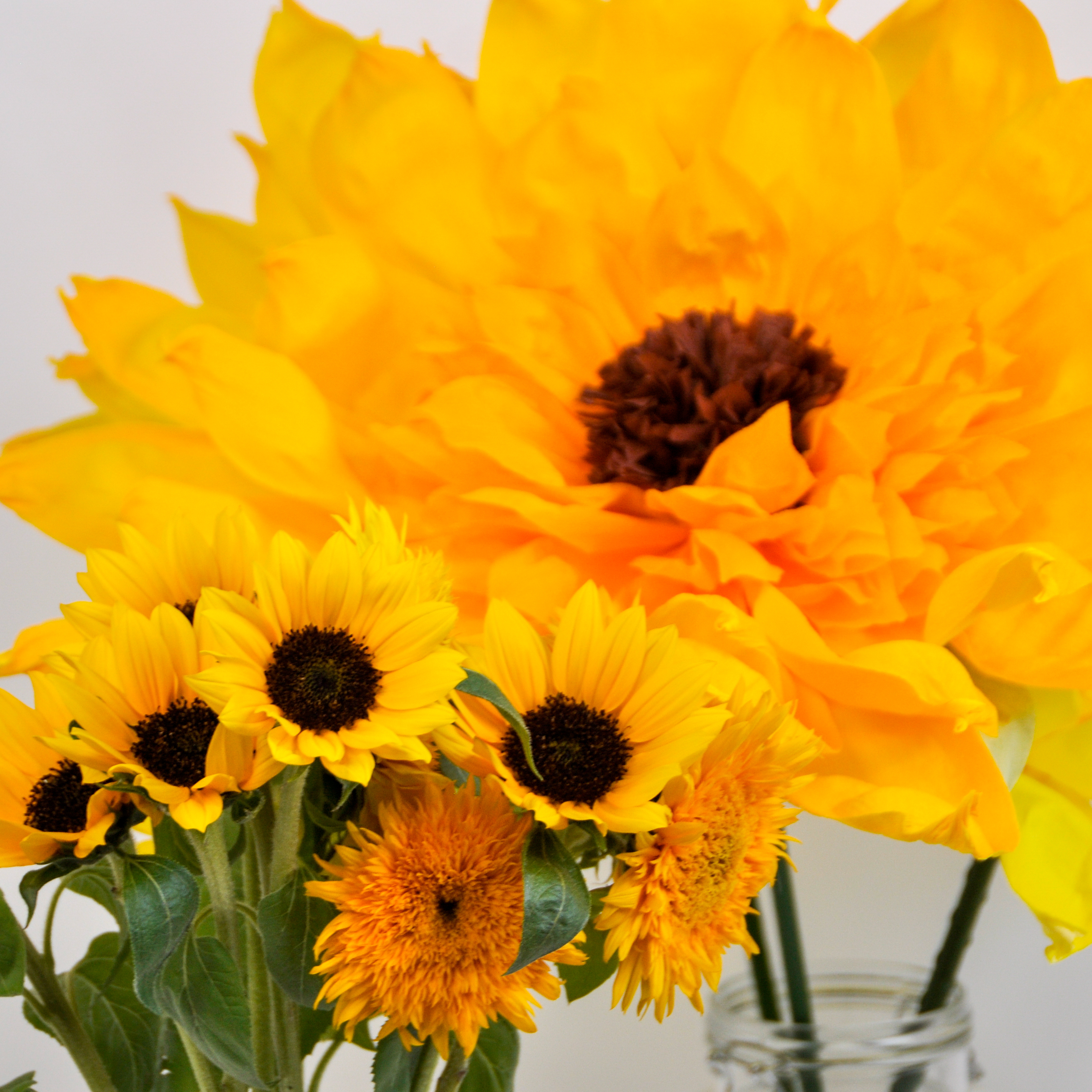 ペタルデザイン Petal Design ジャイアントフラワー専門店