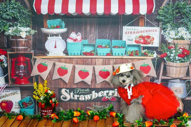 撮影背景布専門ショップricordi