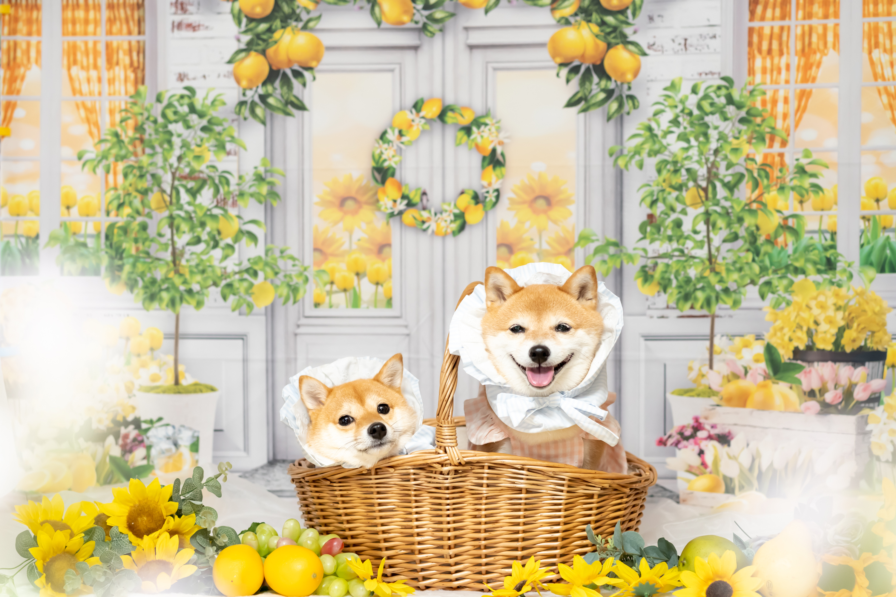 撮影背景布専門ショップricordi