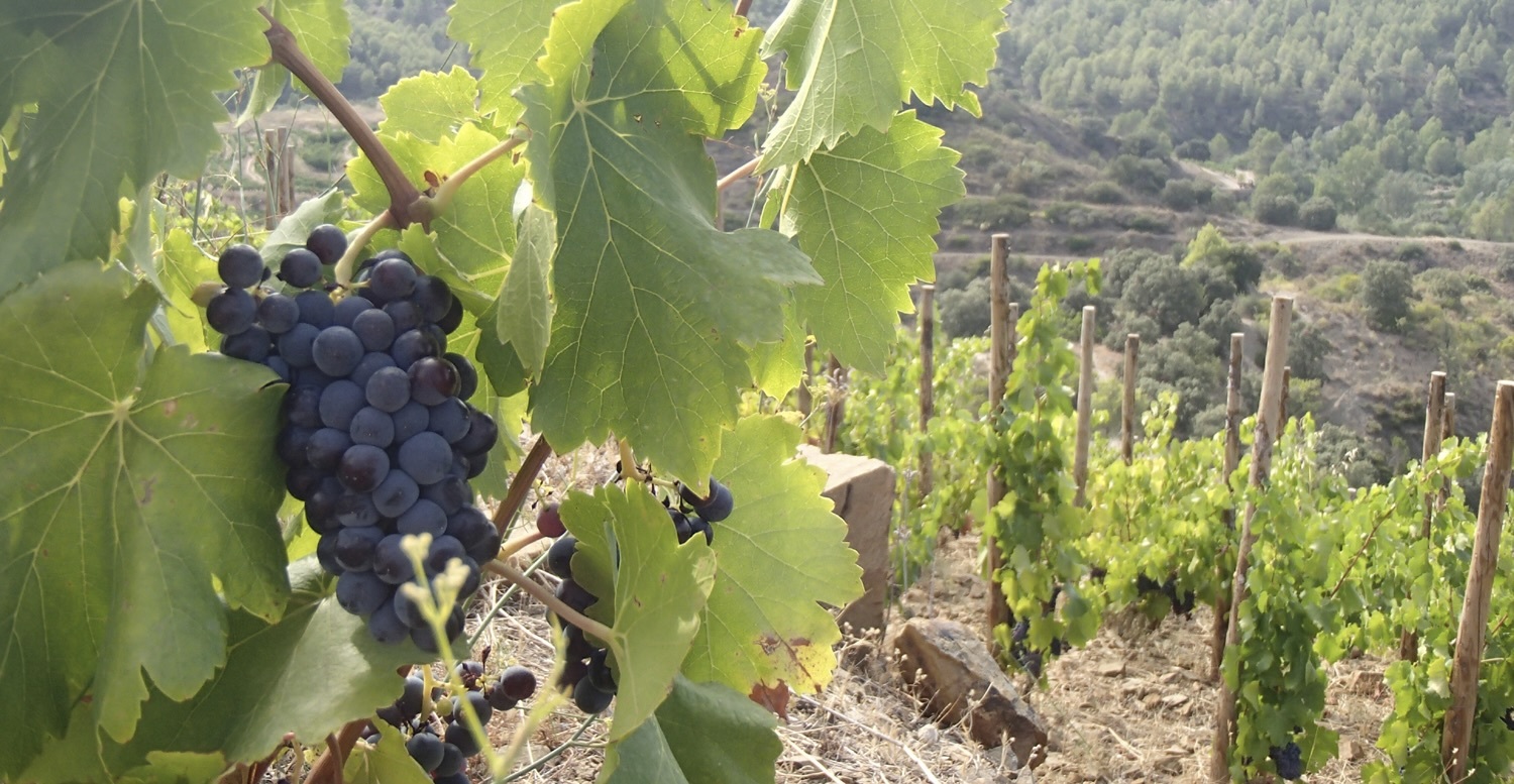 ワインショップ　ぴのシャル紹介画像1