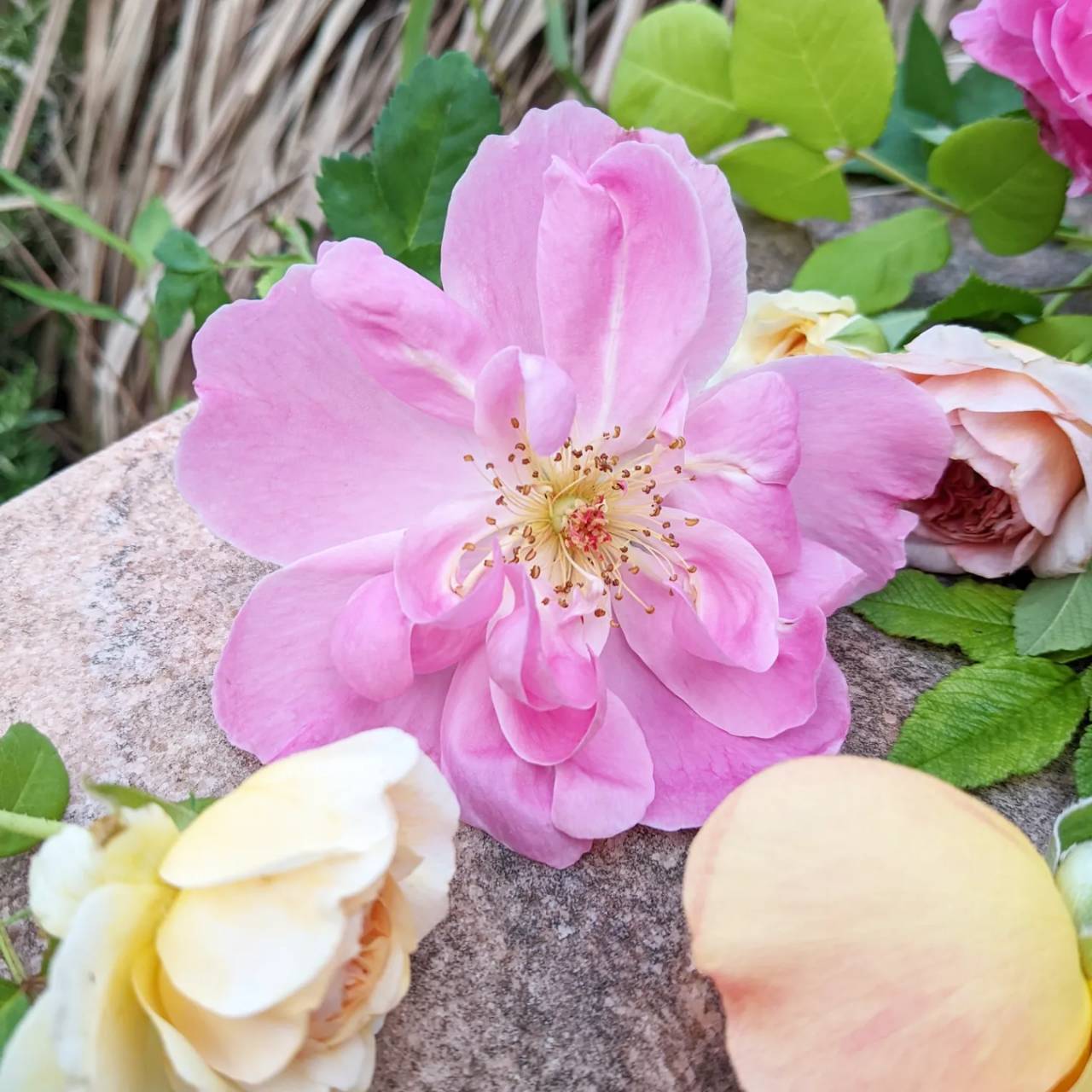 天空のバラ園 無農薬バラ苗 花苗 クレマチス ハーブ産直販売