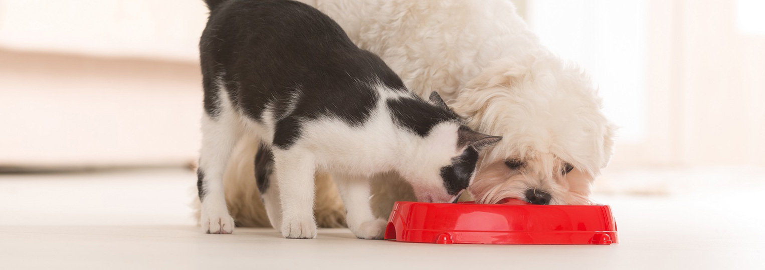 私達にとって、私達の愛犬愛猫は「家族」