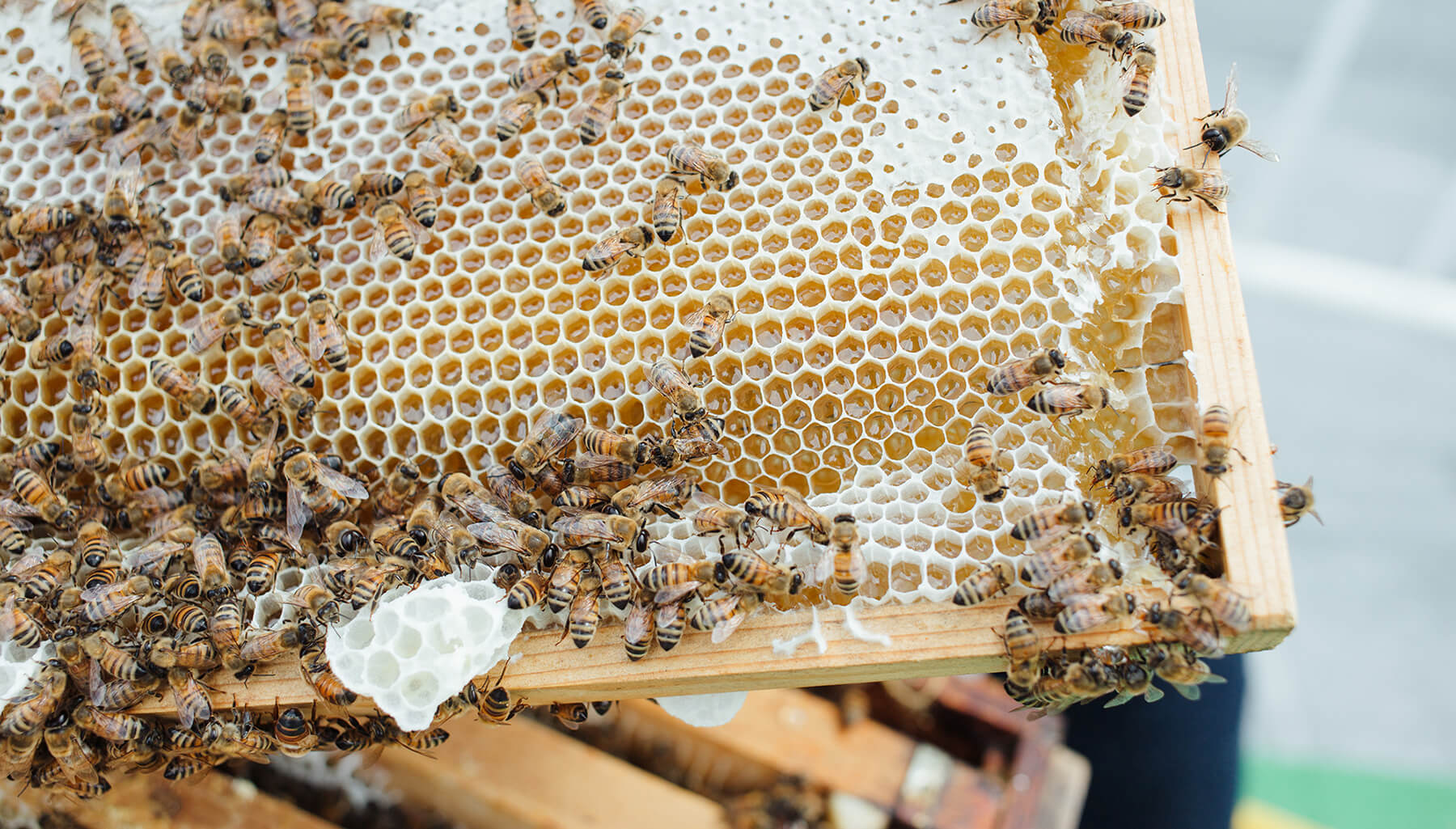 さっぱち｜札幌都心の養蜂プロジェクト・札幌産ハチミツ