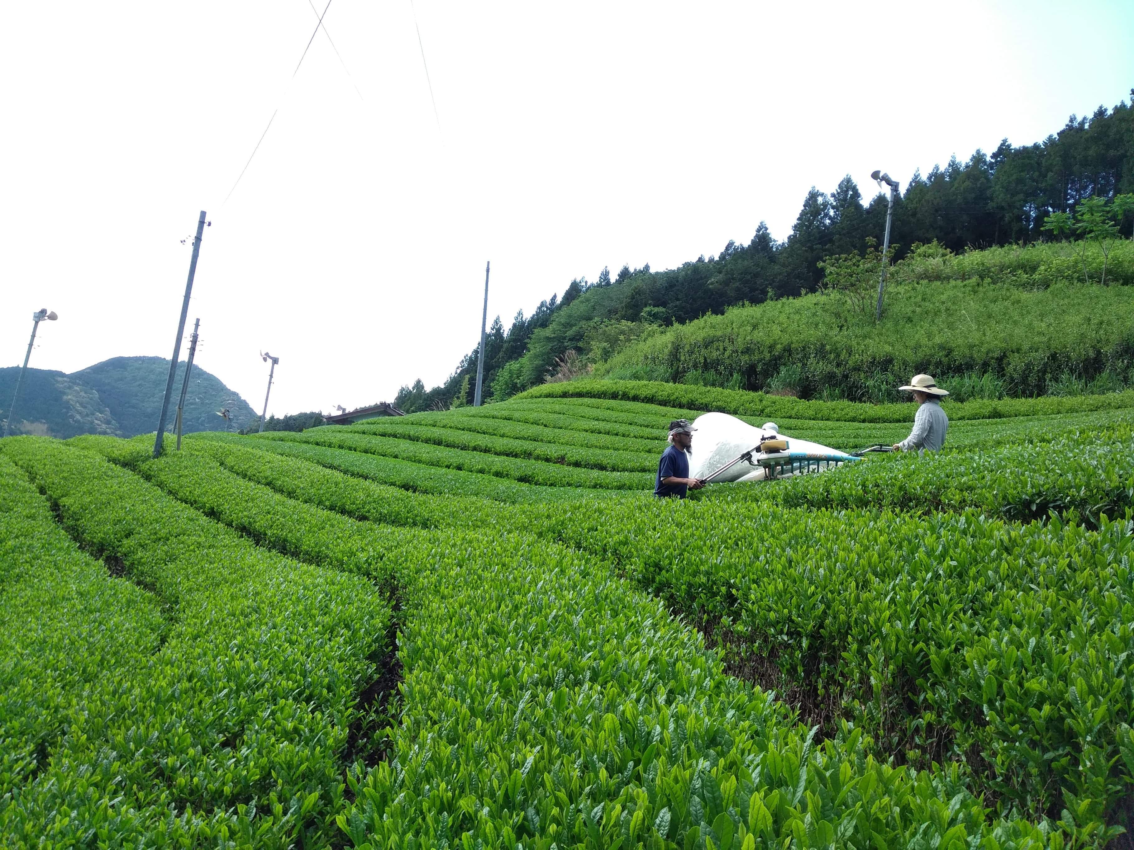 茶園紹介