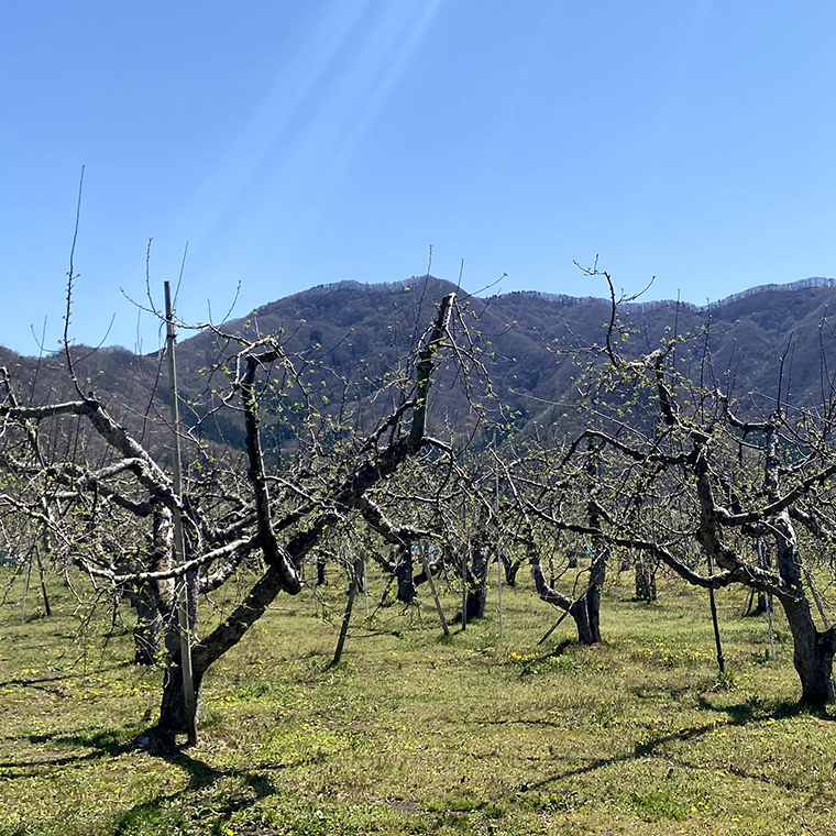 豊かな土壌と気候で
葉を取らず栽培した濃厚完熟りんご