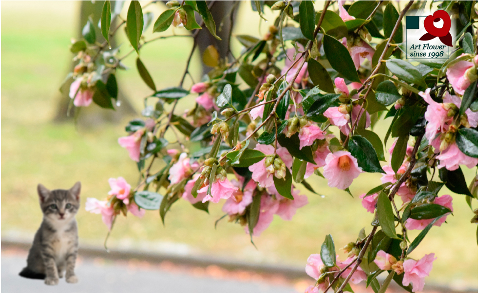 shophanasiki紹介画像1