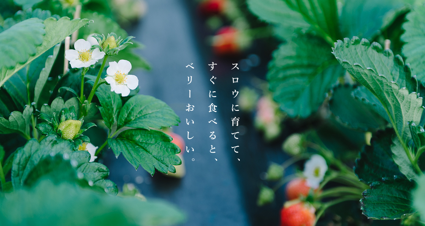 Slowberry slowberry strawberry | スロウベリー・ストロベリー