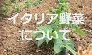 田倉ファームバナーイタリア野菜について画像