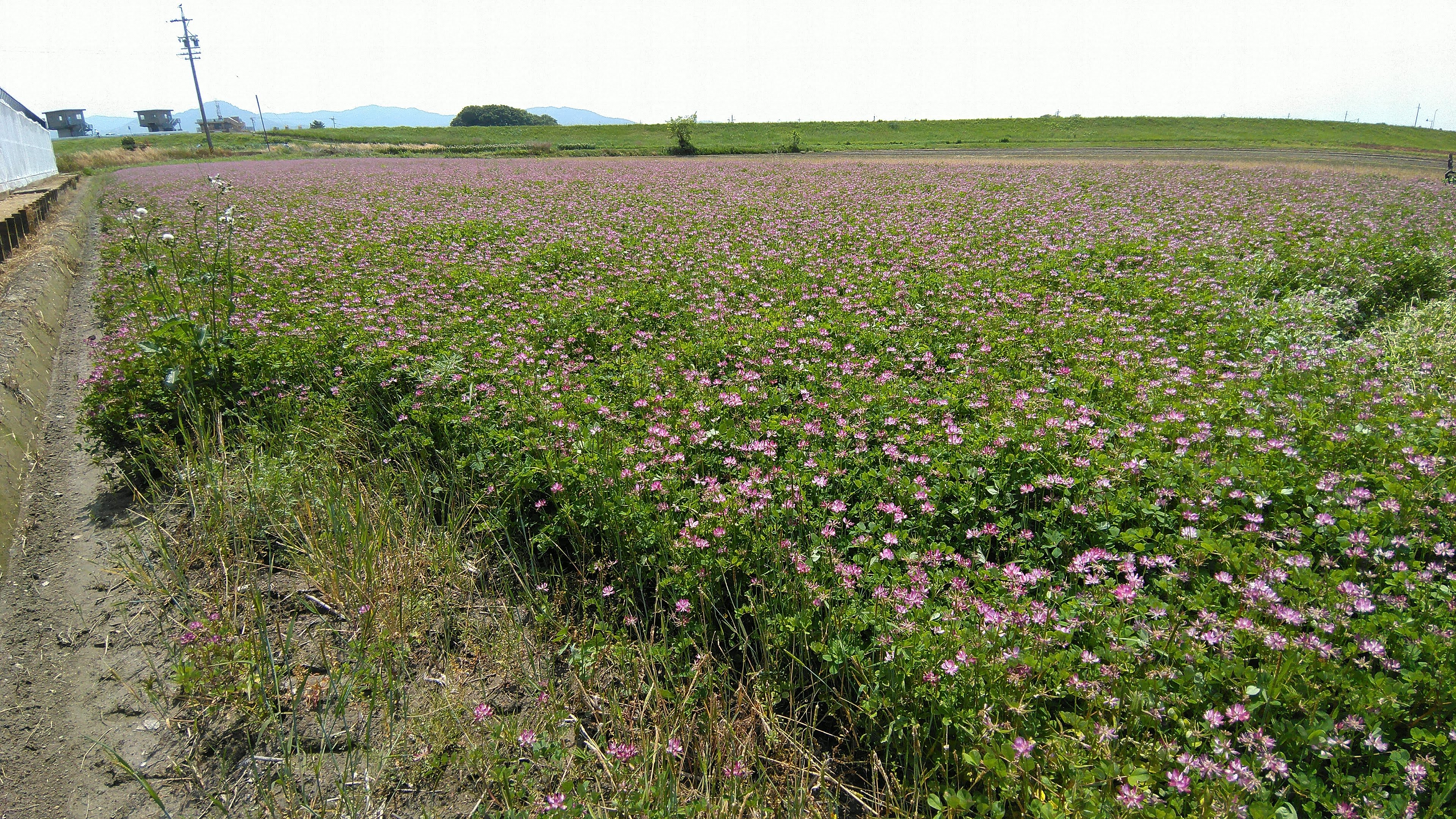 当家のれんげ田（4月中旬）