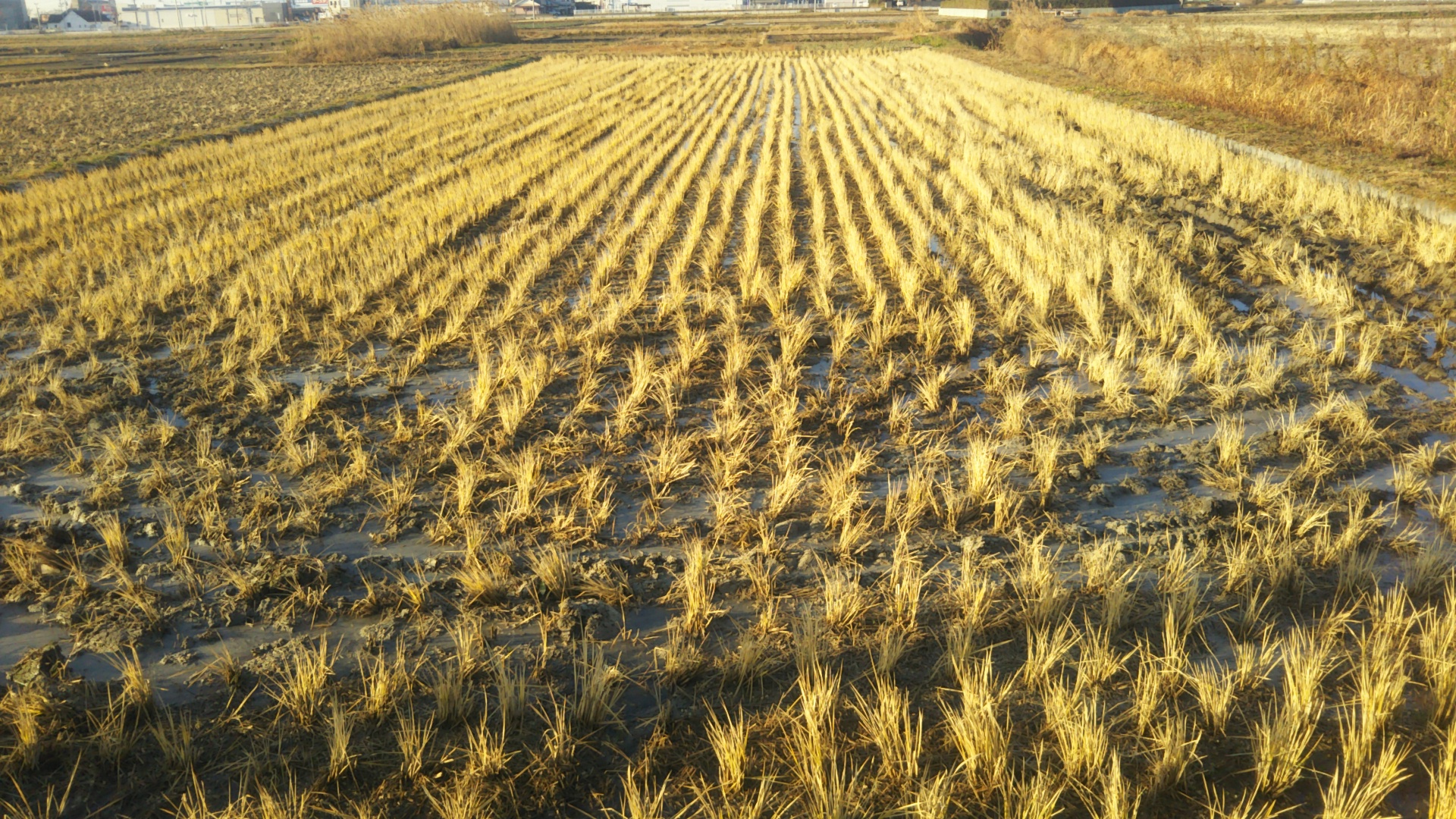 当家の冬期湛水田(1月中旬)


