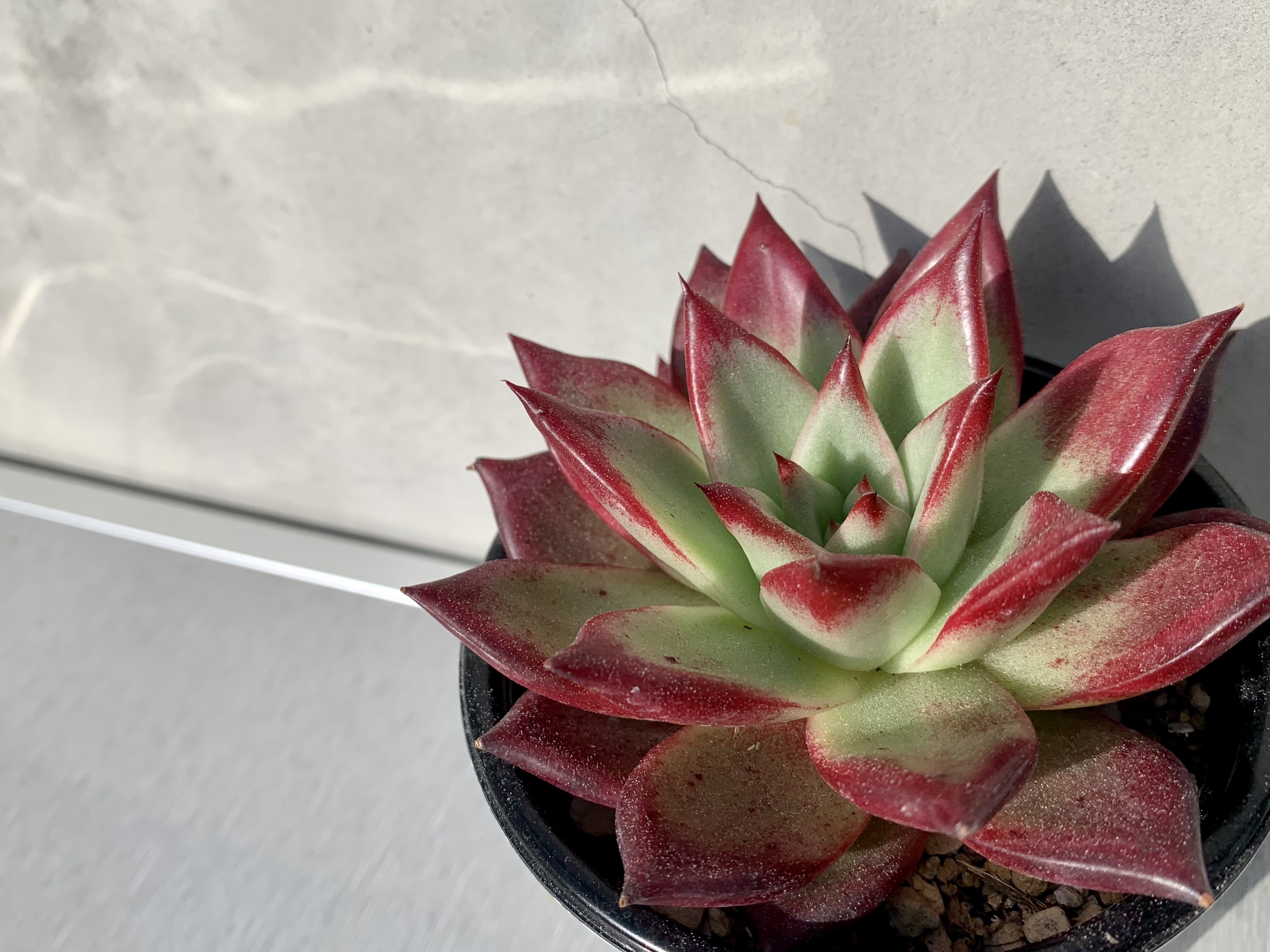 クラッスラ属 植物じかん