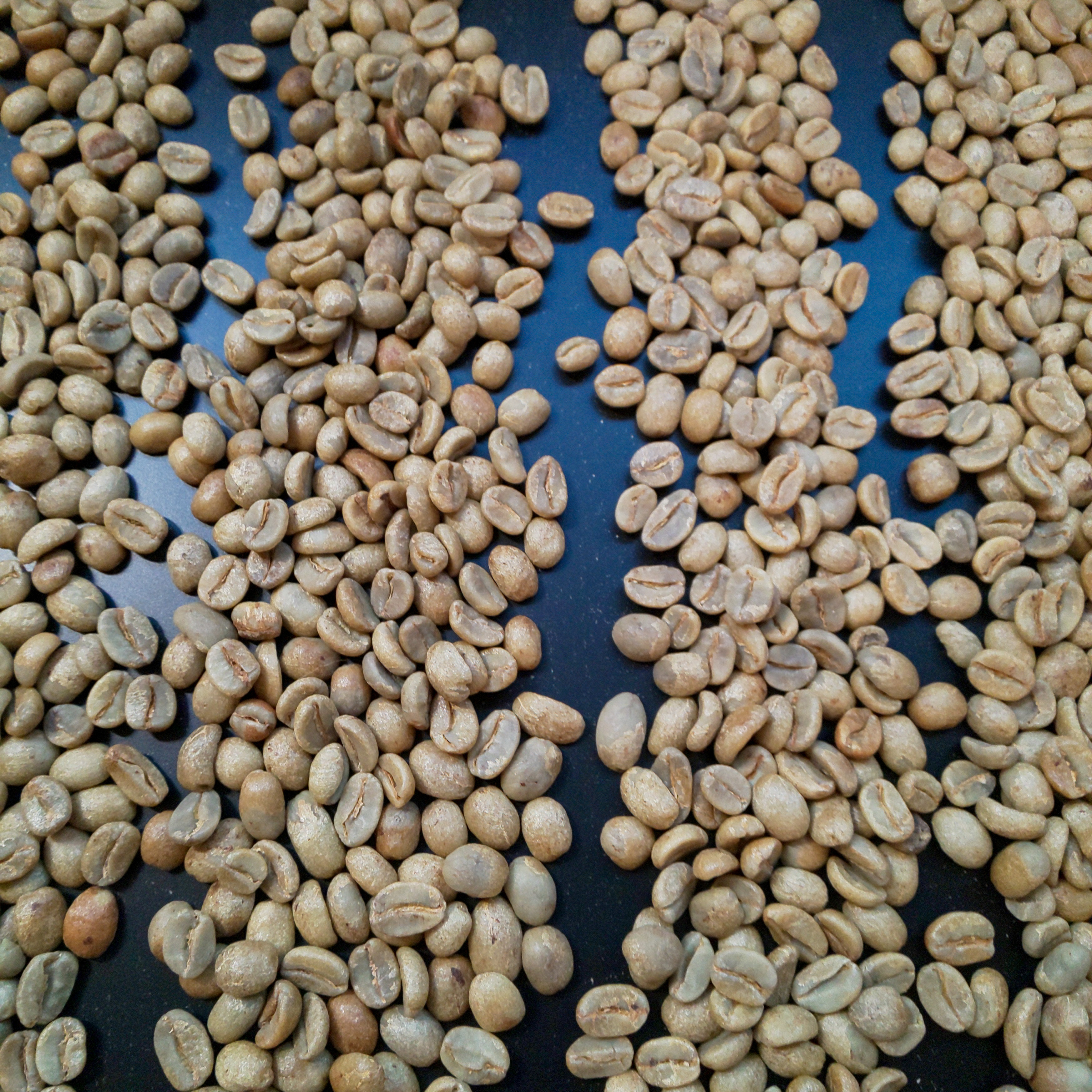 コーヒー生豆と取り組み