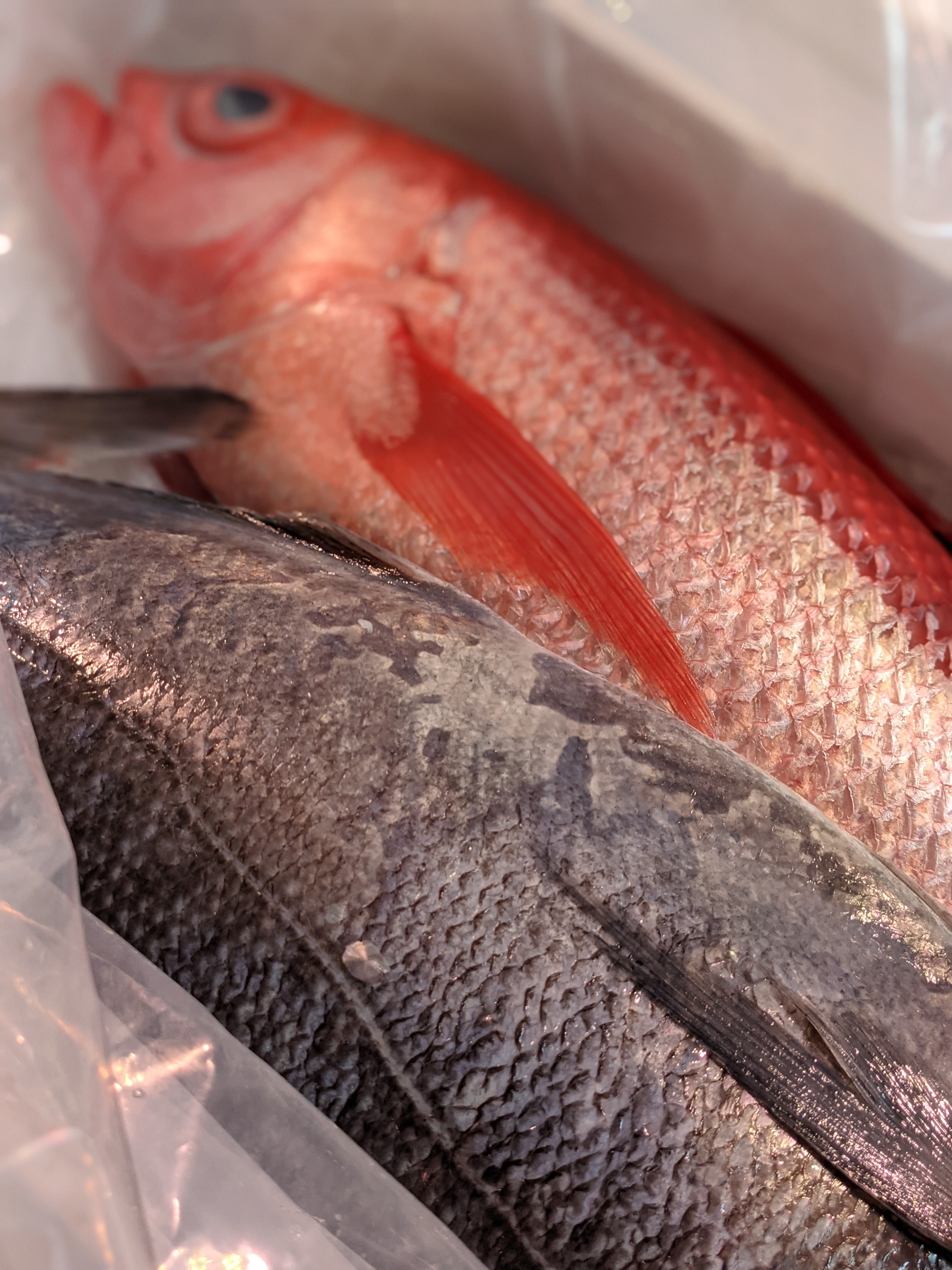 アメ横魚草 魚塚