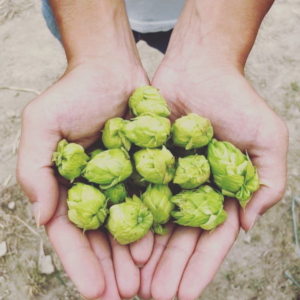 グリーンファーム及びうついブルワリー圃場で国産ホップを栽培
