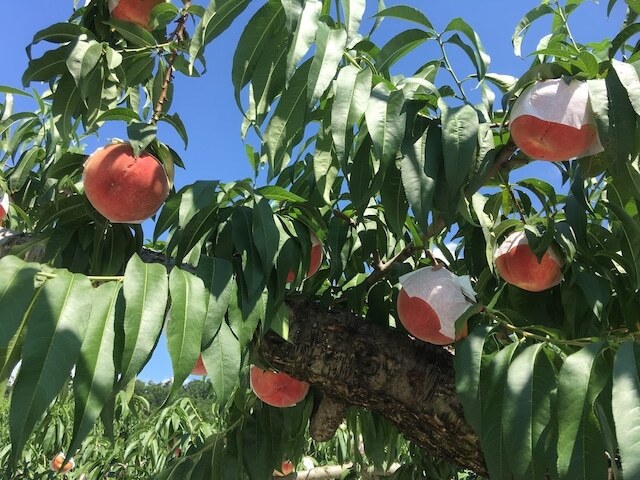 【山梨】樹なり完熟桃の収穫体験オーナー（田中農園）