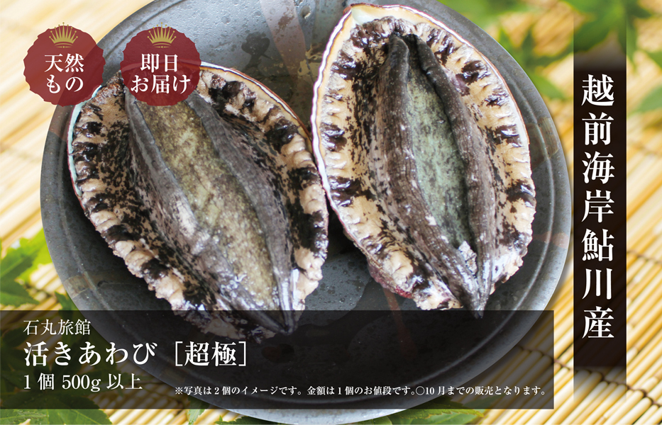 超極み 活きあわび 1枚 500g以上 ホテル割烹石丸