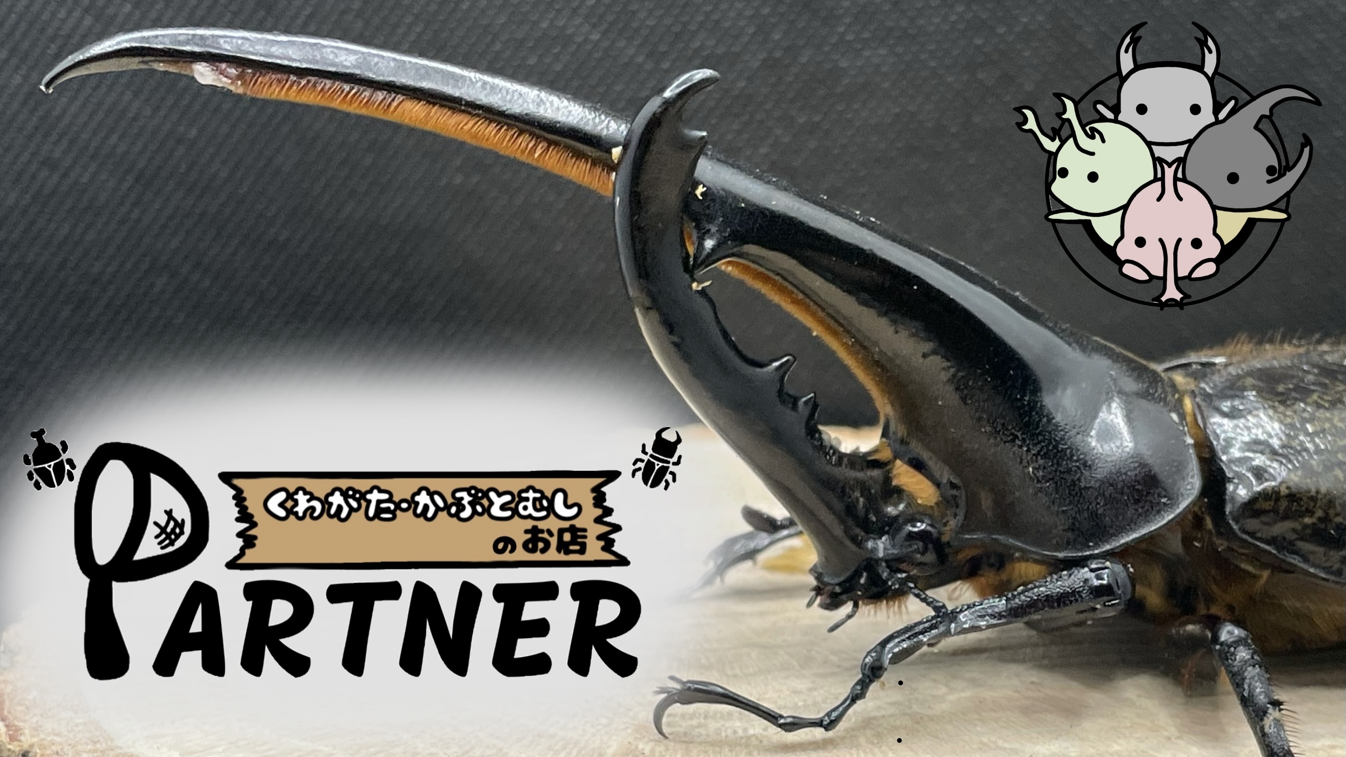クワガタ・カブトムシのお店 PARTNER
