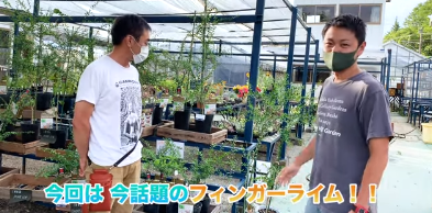 八ヶ岳の花苗 やつデポ 八ヶ岳ボタニカルラボ