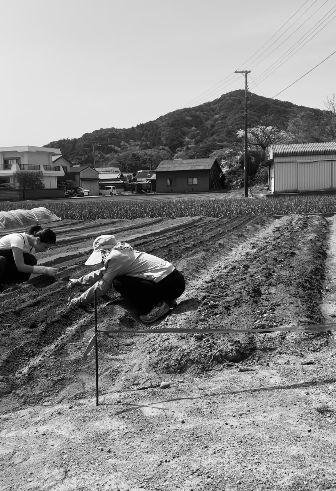 農家の孫まっち 農家の孫まっち